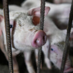 1 200 de porci de la o ferma din salaj vor fi sacrificati din cauza pestei porcine africane 673dcd2be2082