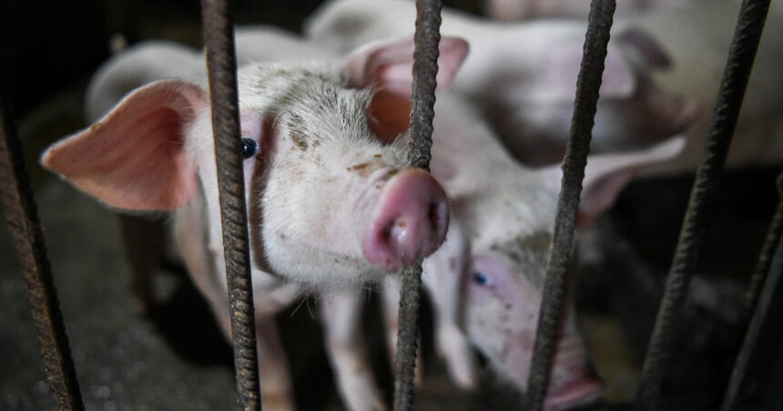 1 200 de porci de la o ferma din salaj vor fi sacrificati din cauza pestei porcine africane 673dcd2be2082