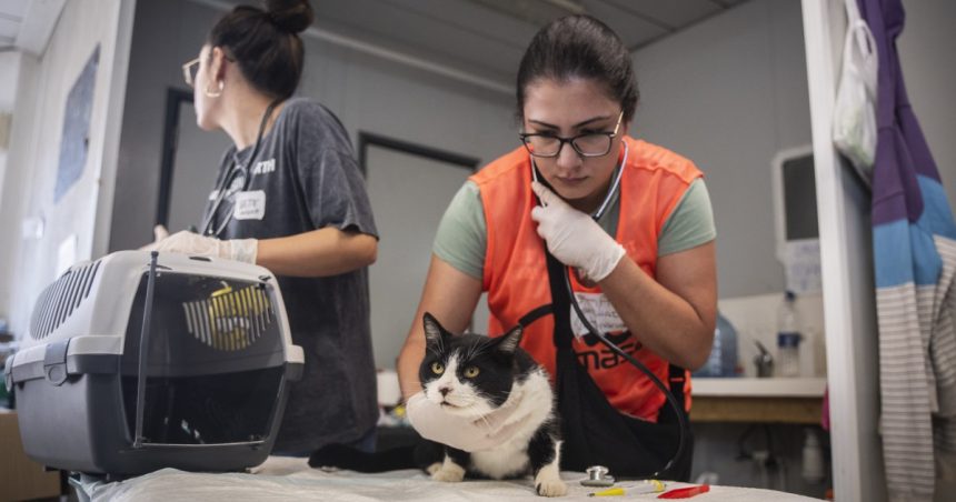 animalele se imbolnavesc pe strazile pline de noroi si gunoaie din spania dupa inundatii medici voluntari incearca sa le salveze 672cdafb22561