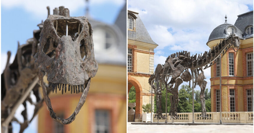 cu cati bani s a vandut cel mai mare schelet de dinozaur scos la licitatie in franta fosila a fost descoperita in sua 6739e3048b7ca