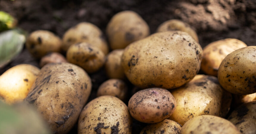 executivul a alocat mai multi bani programului de sustinere a productiei de cartof in acest an care este suma 673f81a68f999