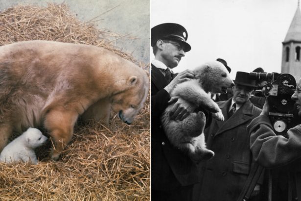 galerie foto controversa ursilor polari din marea britanie vedete ale gradinilor zoologice sau victime ale schimbarilor climatice 67271fb491cbe