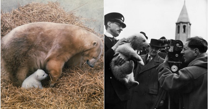 galerie foto controversa ursilor polari din marea britanie vedete ale gradinilor zoologice sau victime ale schimbarilor climatice 67271fb491cbe
