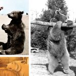 galerie foto povestea lui wojtek ursul soldat al armatei poloneze in al doilea razboi mondial 6727cd60d344e