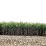 lipsa de trestie de zahar o noua dovada a crizei prin care trece sectorul agricol din cuba 674868a6c6d3a
