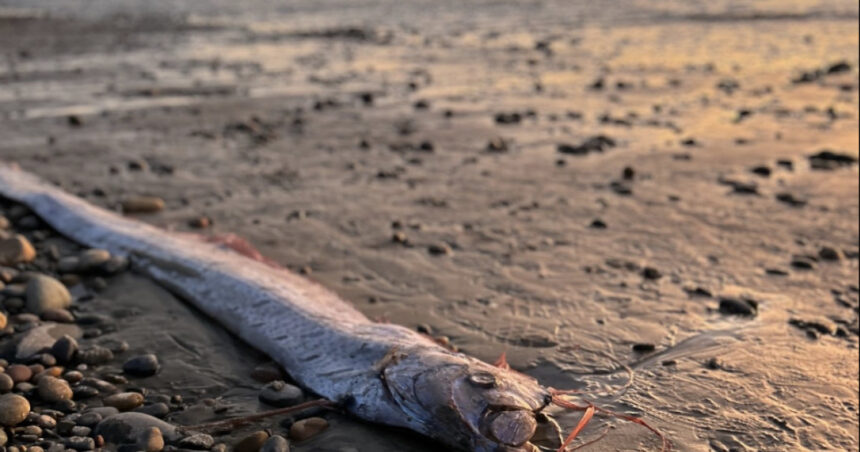 pestele apocalipsei a revenit in california pentru a treia oara in acest an e considerat aducator de vesti proaste 673c62edc8165