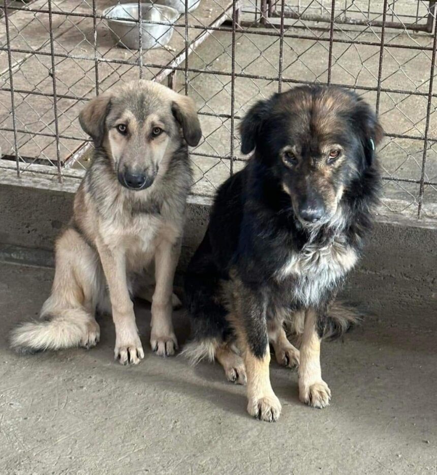 politia din constanta investigheaza moartea a 22 de caini in urma unui incendiu 6737d521b5f8e