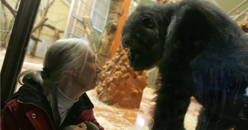traim a sasea mare extinctie avertismentul celebrei experte in cimpanzei jane goodall viitorul este aproape sortit dezastrului 673c2740d13b7
