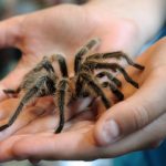 video tarantula noul animal de companie la moda printre romani ofertele pe piata neagra au explodat va alegeti ce va place 6725dc4528237