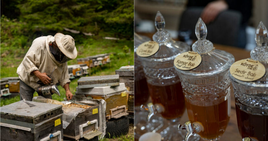 Ce este „mierea nebună”, un leac vechi de mii de ani care a învins armate întregi și îi face pe urși să își piardă mințile 1 ce este mierea nebuna un leac vechi de mii de ani care a pus la pamant intregi armate si ii face pe ursi sa isi piarda mintile 674d56904b999