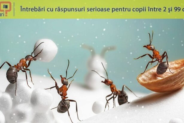 ce fac insectele iarna 6770248c828ba