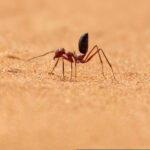 cercetatorii chinezi au dezvoltat un cip inspirat de furnicile de desert 676d7a03c6b2c