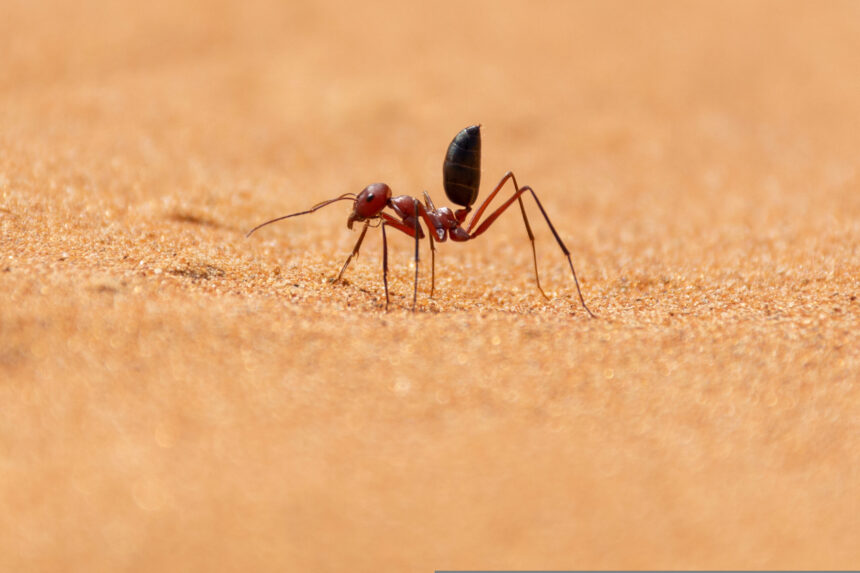 cercetatorii chinezi au dezvoltat un cip inspirat de furnicile de desert 676d7a03c6b2c