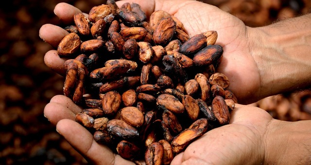 cotatiile la cacao la un nou maxim istoric 6762d12d11582