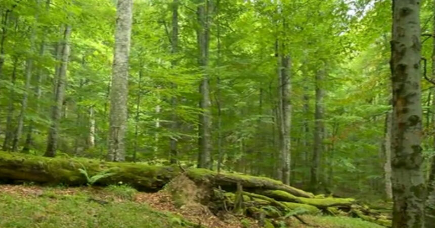 drumurile forestiere vor fi supravegheate video ce mai prevede noul cod silvic promulgat de klaus iohannis 67659cf4da1b1