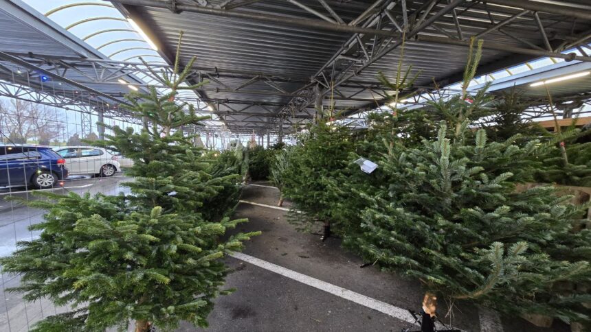 foto cat consta brazii de craciun anul acesta si unde gasesti cele mai bune oferte 67584c3438e70