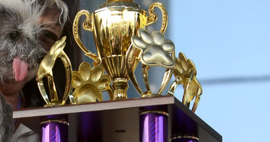 foto cum arata cel mai urat caine din marea britanie are 12 ani si a primit acest titlu invingand alti 7 patrupezi 675da97679656