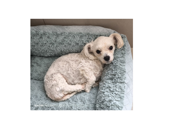 foto mimi o catelusa de doi ani isi cauta o familie iubitoare 6756c976a3e8b