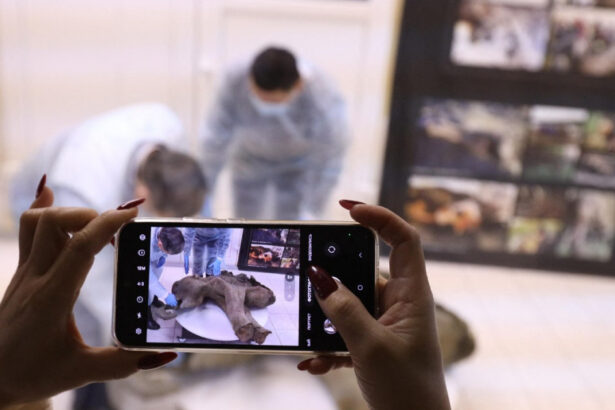 galerie foto ramasitele unui pui de mamut vechi de 50 000 de ani sunt expuse in rusia 676b92bd34129