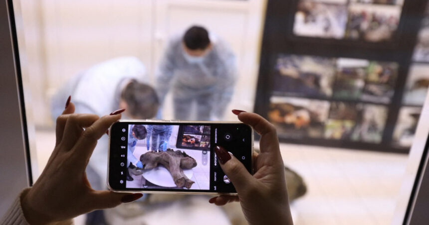 galerie foto ramasitele unui pui de mamut vechi de 50 000 de ani sunt expuse in rusia 676b92bd34129