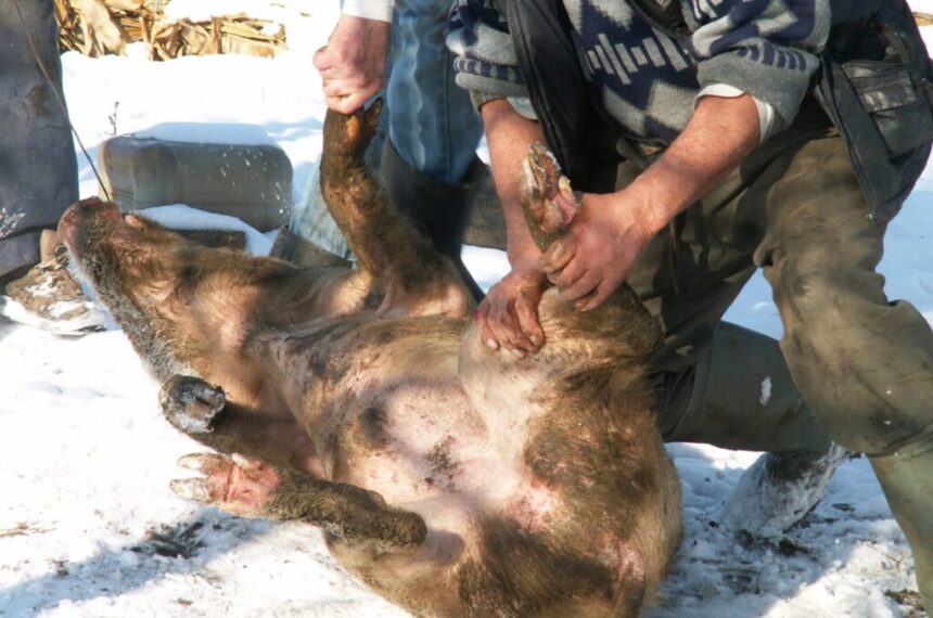 ignatul traditii si superstitii de ce nu se mai ingrasa porcii dupa aceasta sarbatoare 6764229fb6a7f