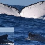 migratie record o balena cu cocoasa a calatorit prin trei oceane 675ef20115138