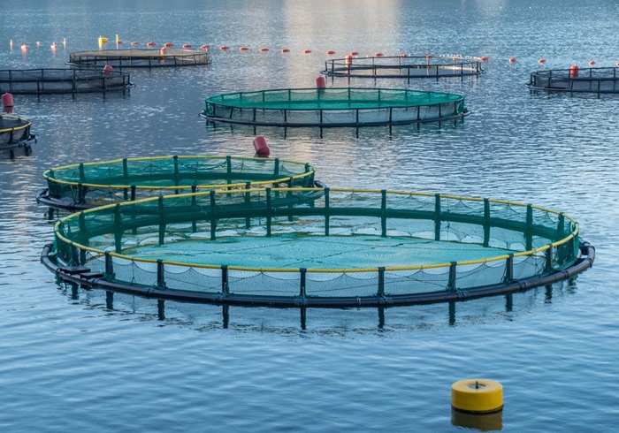 ministrul mediului primele ferme marine din marea neagra de anul viitor punem pe masa peste si fructe de mare proaspete autohtone 675d2c65de5e9
