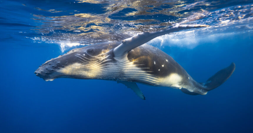 o balena cu cocoasa a calatorit 13 000 de kilometri cea mai mare distanta parcursa vreodata de un astfel de mamifer marin 67593f0a3b1ed