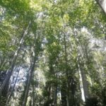 padurea baneasa va ramane neatinsa de constructii promisiunile primarului sectorului 1 al capitalei pentru generatiile urmatoare transformam zona intr o padu 6763106a68f63