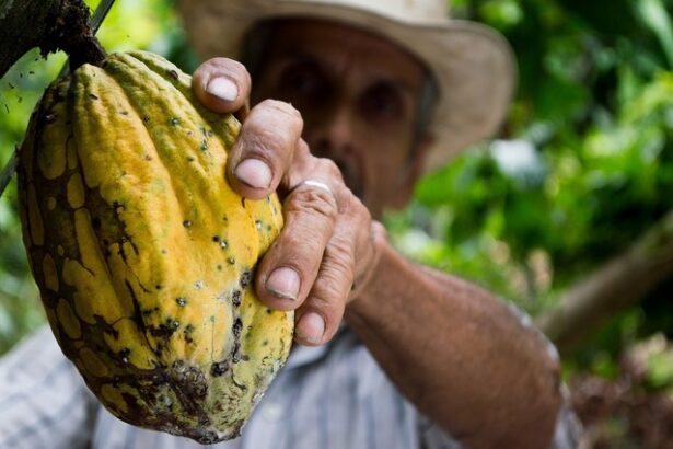 preturile pentru cacao ajung la un nou record provocand noi avertismente cu privire la volatilitatea extrema 676287609702a