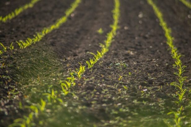 preturile terenurilor agricole din romania unde sunt cele mai scumpe terenuri si cum ne pozitionam in ue 676930517b360