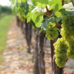 recomandari pentru viitorul sectorului vitivinicol al ue 67626ff5095df