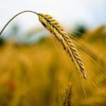 romania a exportat cereale si preparate pe baza de cereale in valoare de 239 miliarde de euro 674d56a7402aa