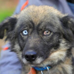 ronny cea cu ochi fascinanti vrea acasa de craciun o puteti adopta din adapostul de la constanta 676414c39f7be