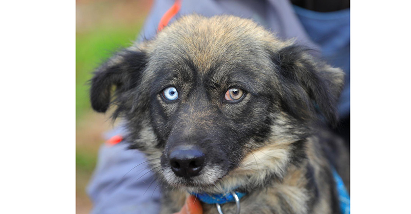 ronny cea cu ochi fascinanti vrea acasa de craciun o puteti adopta din adapostul de la constanta 676414c39f7be