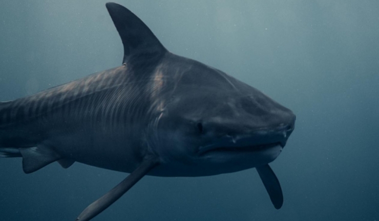 turist omorat de un rechin intr o statiune de la marea rosie 677179758543c