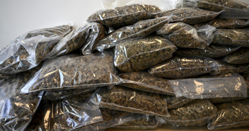 un batran de 70 de ani din timisoara prins in flagrant dupa ce a preluat un colet cu 9 kilograme de cannabis primit din spania 67655e2b01f74