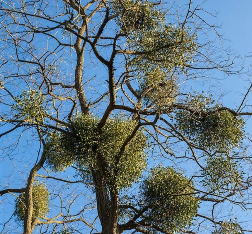 vascul planta magica venerata de mii de ani are conotatii magice de craciun si anul nou 676c394dbb00f