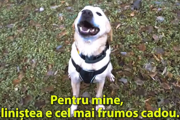 video huston cainele antitero al jandarmeriei mesaj de revelion lasa deoparte zgomotul care ma chinuie 6772def445f17