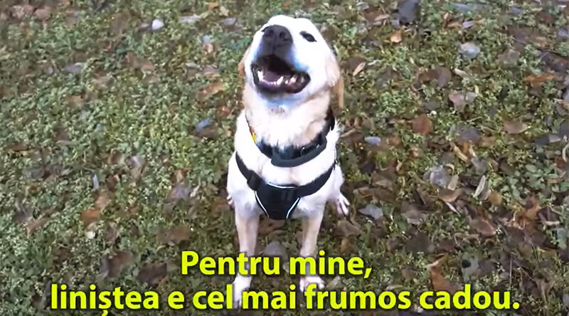 video huston cainele antitero al jandarmeriei mesaj de revelion lasa deoparte zgomotul care ma chinuie 6772def445f17