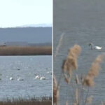 video pasarile migratoare nu mai pleaca din romania pe timpul iernii explicatiile specialistilor 6770f863f2992