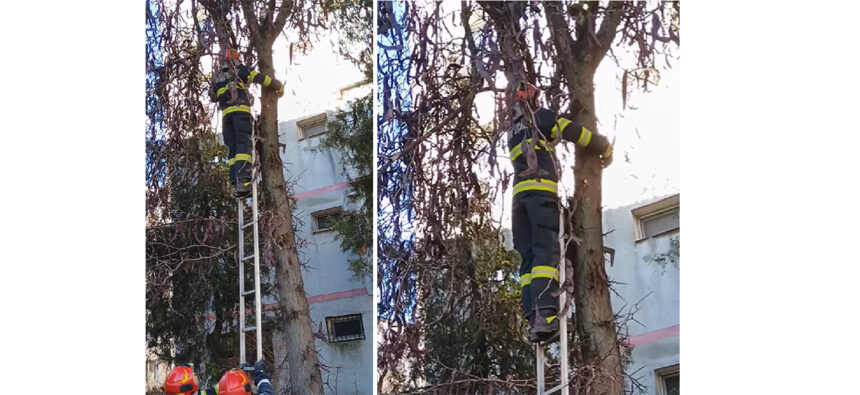 video pompierii din medgidia au salvat o pisicuta blocata de trei zile intr un copac 676577ae71e5e
