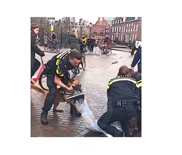 video sindicatul politistilor sidepol reclama reorganizarea politiei canine 676efbf2cec8a