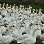 virusul gripei aviare a suferit mutatii in organismul unui pacient american 676ff90d07254
