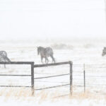 alerta maxima in sua din cauza unei furtuni puternice de zapada este stare de urgenta in kentucky si virginia 677a61e45a0eb