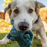 ar putea cainii sa ne ajute sa traim mai mult un start up incearca sa afle 677c16101f677