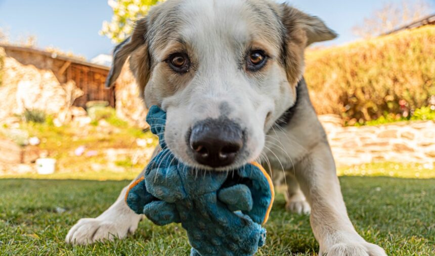 ar putea cainii sa ne ajute sa traim mai mult un start up incearca sa afle 677c16101f677
