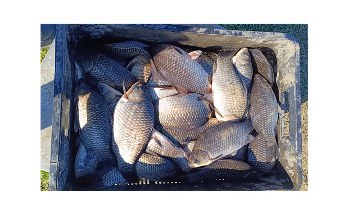 caras de contrabanda in piata din mangalia cate kilograme au confiscat jandarmii 678bd2c42dfd5