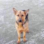 catel salvat de la inec de pompieri in statiunea mamaia i s a prins lesa intre balize se cauta stapanul 6777b528e6e52