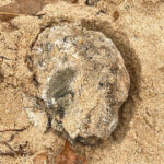 ce contin bilele aparute misterios pe plajele din sydney anuntul autoritatilor din australia 678f9b9f1d412